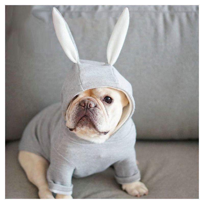 Cozy Canine Knitted Sweater With Bunny Ears