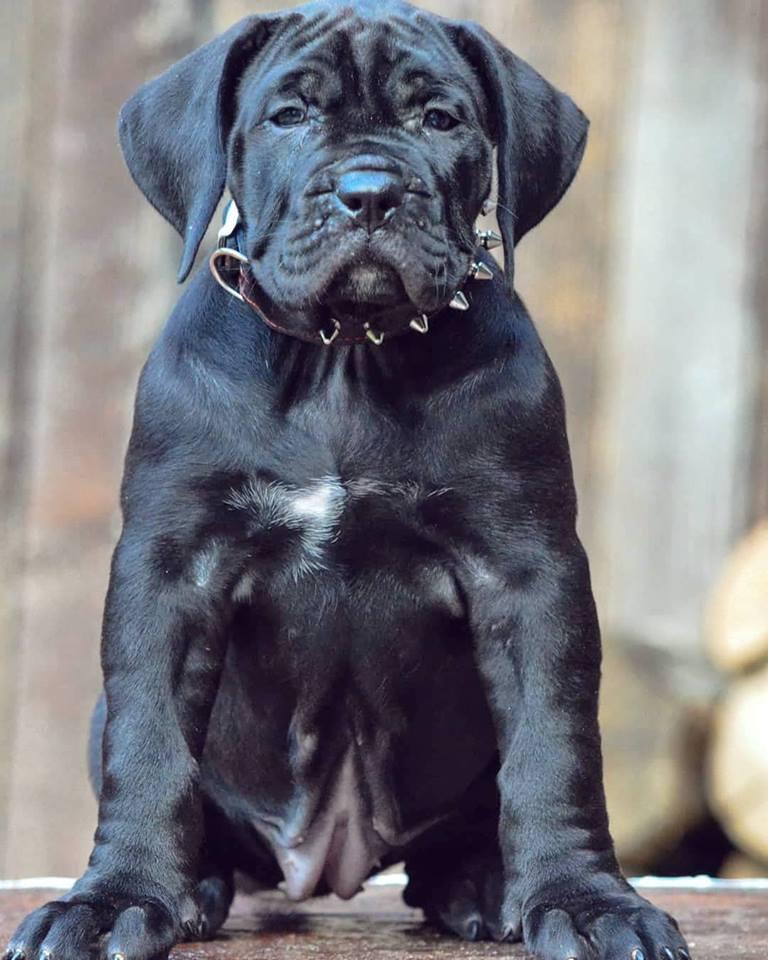 Custom "Spiky" Dog Collar